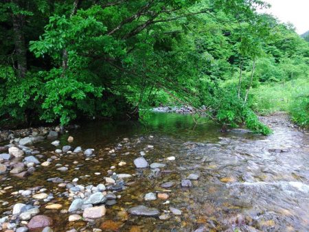 雨の谷でイワナ釣り